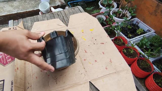 How To Revive A Caladium - Paano Bumuhay Ng Halos Mamatay Na Caladium