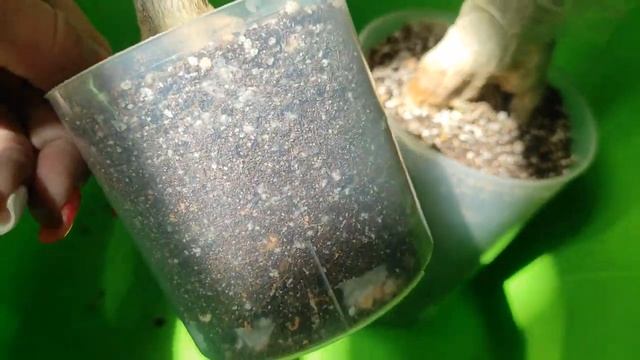 АДЕНИУМЫ Подвои на просушку! Весна с потерями #адениум #adenium