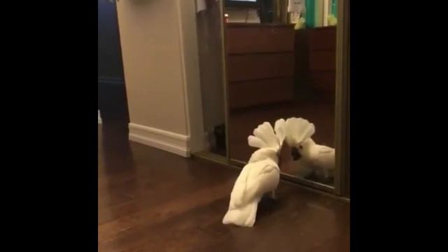 Почему эта птица в зеркале всегда пытается бороться со мной? смотреть онлайн