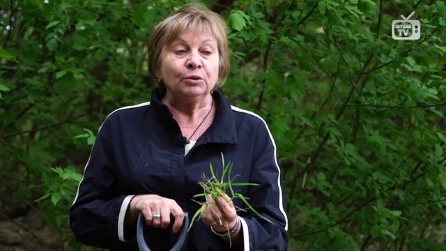 Пырей ползучий ✅ Как избавиться от травы? сад и огород с Хитсад? смотреть онлайн