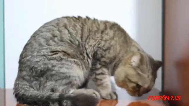 CAT MATING AND GIVING BIRTH смотреть онлайн
