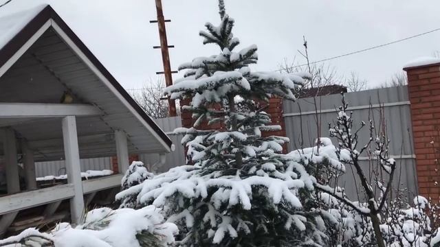 Пихты в моем саду: летом и зимой смотреть онлайн