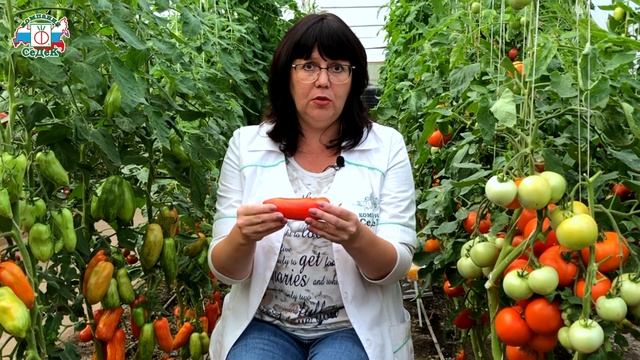 ИДЕАЛЬНЫЙ ТОМАТ ДЛЯ ЗАГОТОВОК - томат Каспар полосатый F1 смотреть онлайн