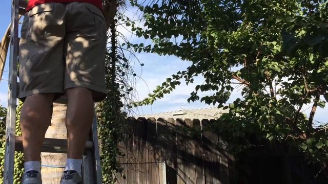 Пальма смотреть онлайн