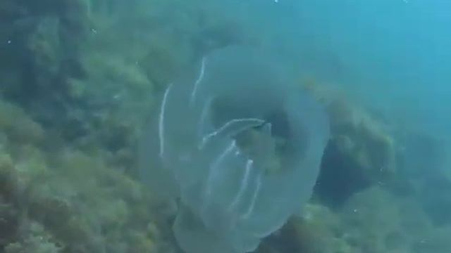 © Гребневик мнемиопсис Mnemiopsis leidyi - 02 смотреть онлайн