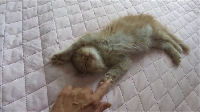 Как успокоить котенка?How to calm a kitten? смотреть онлайн