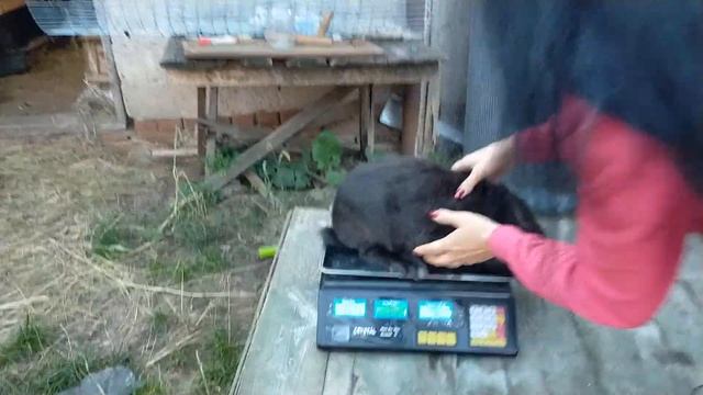 КРОЛИКИ//ТЕРМОНДСКАЯ БЕЛАЯ//БСС ИЛИ ВСЕ-ТАКИ ПОМЕСЬ смотреть онлайн