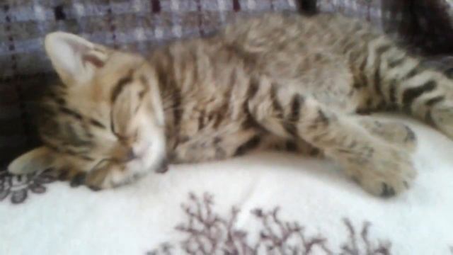 Котёнок британец ))) смотреть онлайн