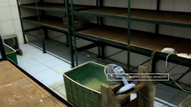 ADA ULAR PUTIH DI PENANGKARAN ULAR TERBESAR DI INDONESIA dan BERHASIL MENANGKARKAN ULAR DAN BIAWAK смотреть онлайн