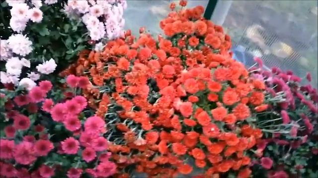 Как укрыть хризантемы на зиму. смотреть онлайн