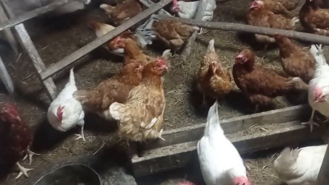 Завела коров, а доить не умею?#деревня#коровы смотреть онлайн