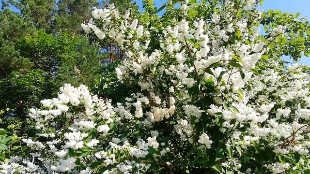 Сад 27 июня, Дейце и пчелы. смотреть онлайн