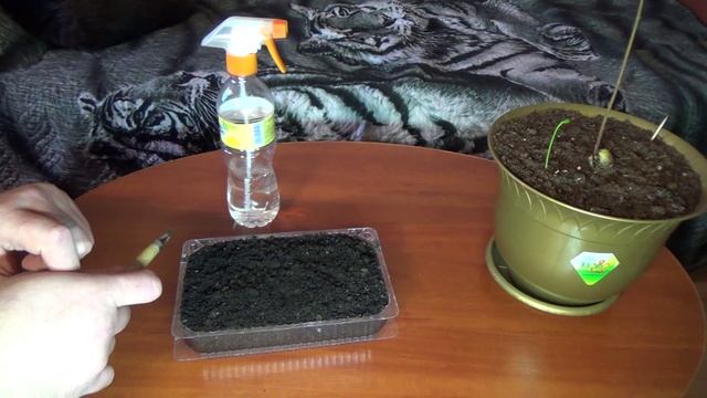 Как сажать Помело смотреть онлайн