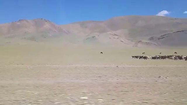 По дороге в Баян Yлгы смотреть онлайн