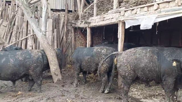 12 TA TONALIK ANGUSLAR SOTILADI VA MOL BOQISH SIRLARI