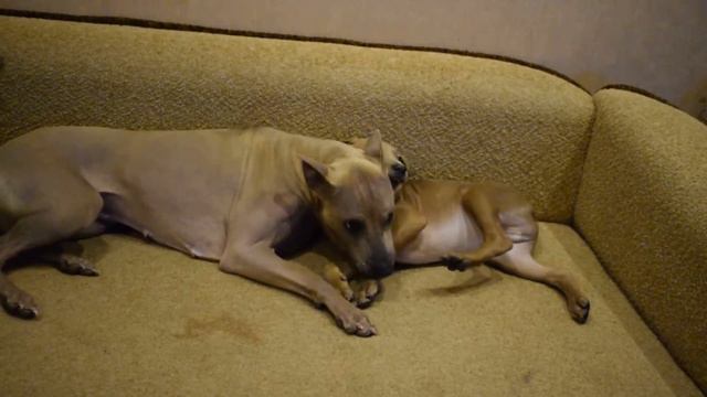 Щенок тайского риджбека, окрас изабелла, Polar Bear кобель смотреть онлайн