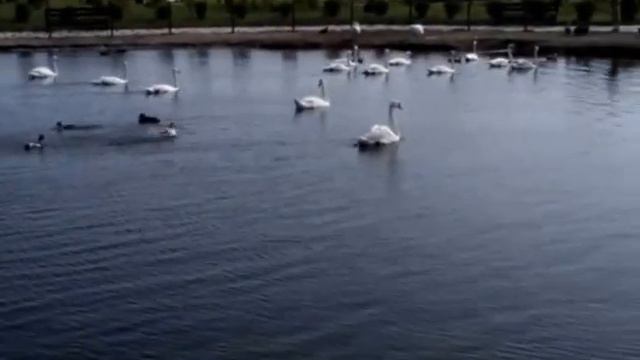 Птичий парк Приозерье смотреть онлайн