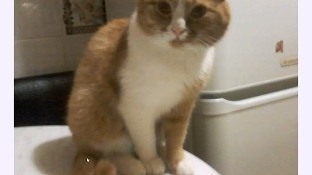 фото моего кота смотреть онлайн