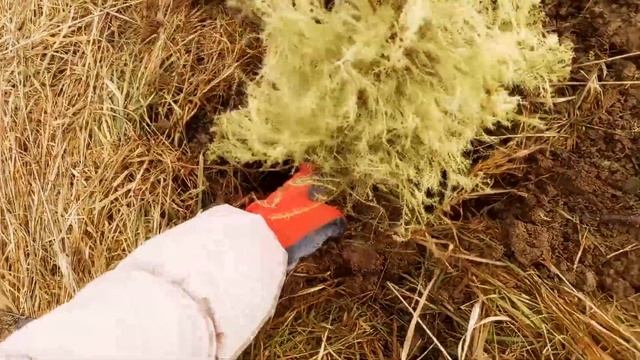 Пытаюсь выходить куст можжевельника / Умирающий можжевельник / Реанимация можжевельника смотреть онлайн