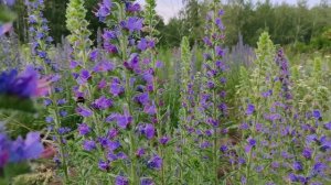 Медоносы нашей пасеки. Синяк обыкновенный ?????