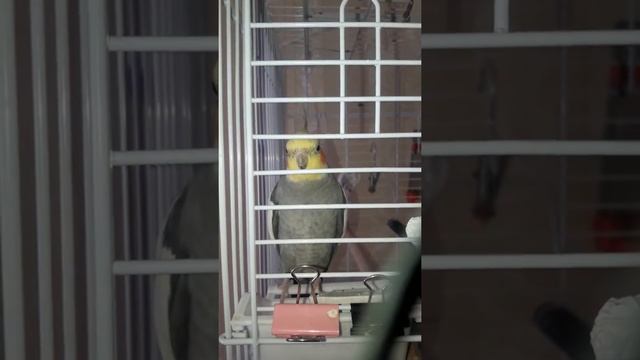 Брачные песни кореллы смотреть онлайн