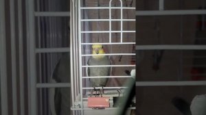 Брачные песни кореллы