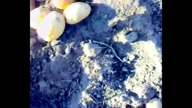 Картофель. Сдвоенные ряды под СЕНОМ! смотреть онлайн