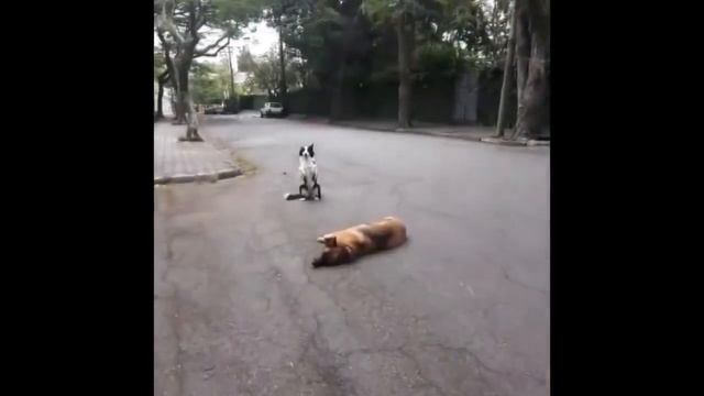 just КУБ | Горячие приколы | Funny КУБ | Самые смешные приколы | Лучшее #5 смотреть онлайн