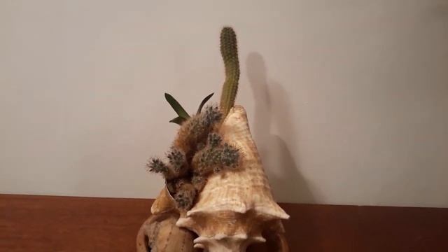 #succulent #суккулент #морскаяраковина / Суккуленты в морской раковине. Креативная композиция смотреть онлайн