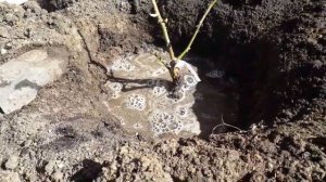 Как посадить саженец розы весной