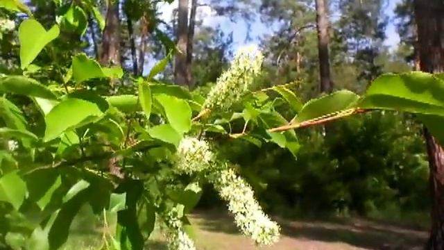 28 May 2020 цветёт церападус смотреть онлайн