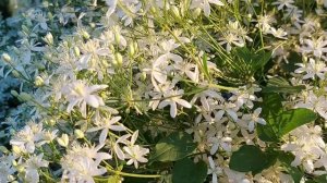 Провожу расследование! Клематис жгучий или маньчжурский?