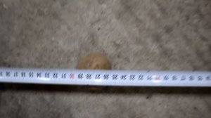 Шаг Посадки Картофеля /Картофелесажалка.