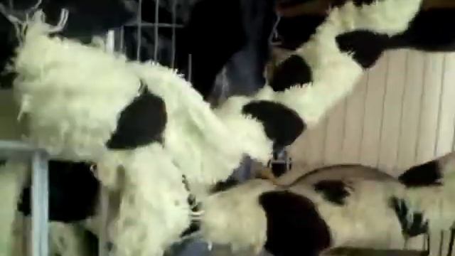 Содержание дегу(клетка) смотреть онлайн