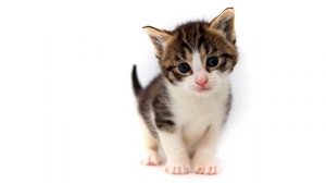 Звуки котов !!! Всего 12  минут мяуканье кошек!