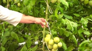 Суперурожайный томат Алый Фрегат от агрофирмы Поиск. Раннеспелый индетерминантный томат для теплиц.