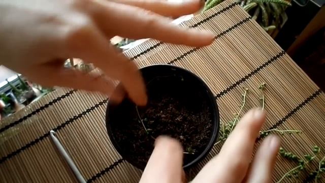 How to propagate the String of Pearls plant ( Senecio rowleyanus ) смотреть онлайн