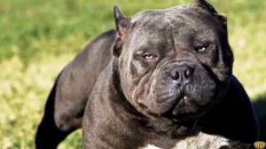 ПИТБУЛЬ ПРОТИВ АЛАБАЯ КТО ПОБЕДИТ?