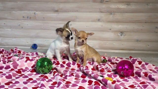 Длинношёрстная мини девочка чихуахуа в ПРОДАЖЕ смотреть онлайн