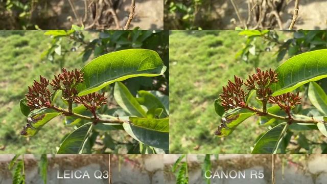 Leica Q3 VS Canon Eos R5 Camera Comparison смотреть онлайн