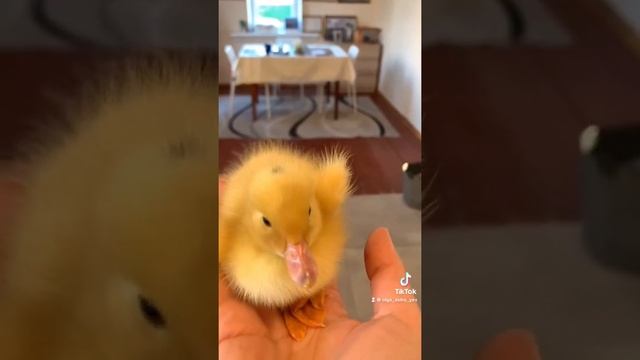 #муларды #утки #гуси #ферма #фермер смотреть онлайн