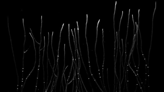 björk: mycelia (visual) смотреть онлайн