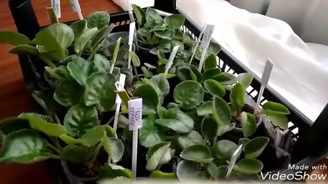 Капиллярный полив фиалок -важные вопросы смотреть онлайн