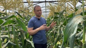 КАК ВЫРАСТИТЬ КУКУРУЗУ В ТЕПЛИЦЕ
