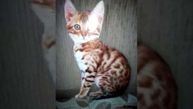 Стихотворение первый снег смотреть онлайн