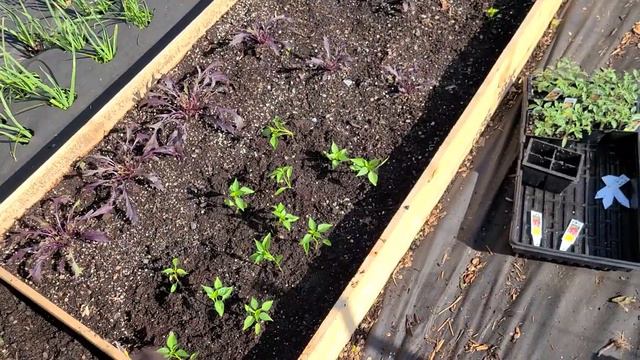 Garden Update New Plants