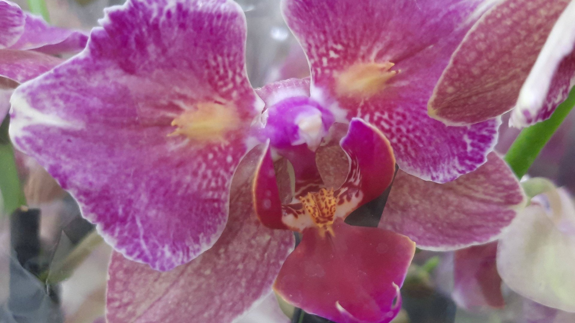 НОВЫЕ ОРХИДЕИ МУТАНТЫ БАБОЧКИ ПИРАТИКИ_//02 07 24_// смотреть онлайн