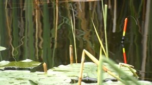 Рыбалка с Лодки на Поплавок в Камышах сильный Линь хитрый Лещ .Поклёвки крупным планом!