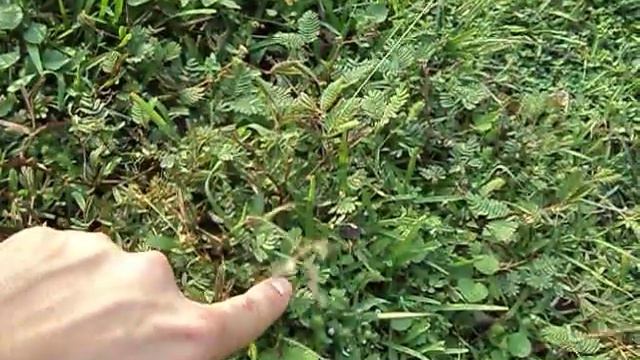 Шри Ланка - трава смотреть онлайн