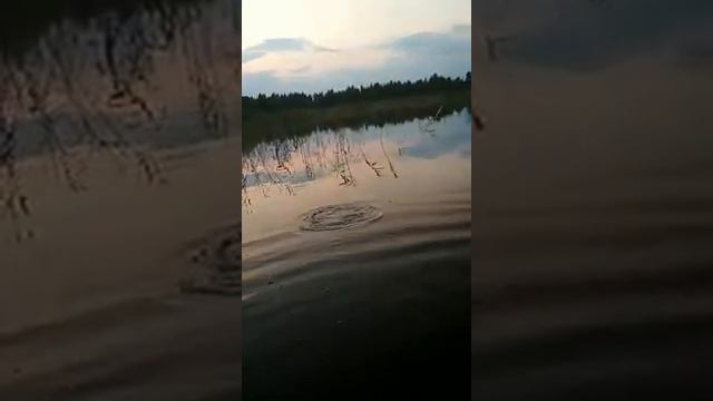 Рыбалка на зорьке была удачной!Линь на 1 кг 300 гр стал спортивным трофеем! смотреть онлайн